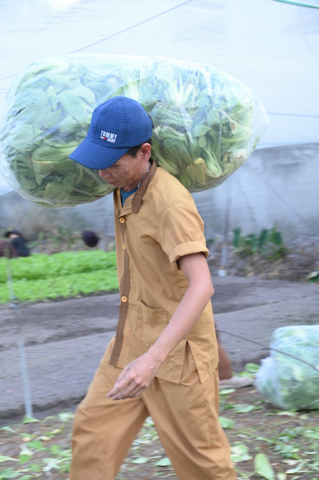 Chư Tăng và công quả nội tự chùa Hoằng Pháp tiếp tục chuyến đi thu hoạch rau cúng dường (Bình Dương).