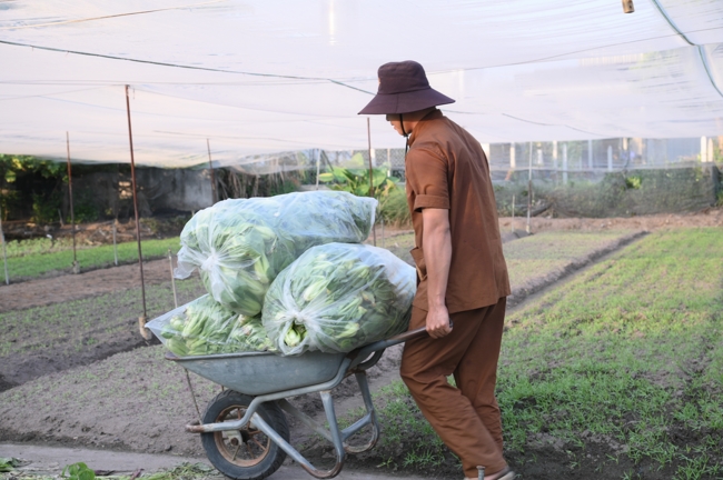 Chư Tăng và công quả nội tự chùa Hoằng Pháp tiếp tục chuyến đi thu hoạch rau cúng dường (Bình Dương).