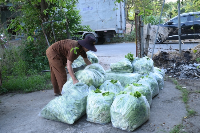 Chư Tăng và công quả nội tự chùa Hoằng Pháp tiếp tục chuyến đi thu hoạch rau cúng dường (Bình Dương).