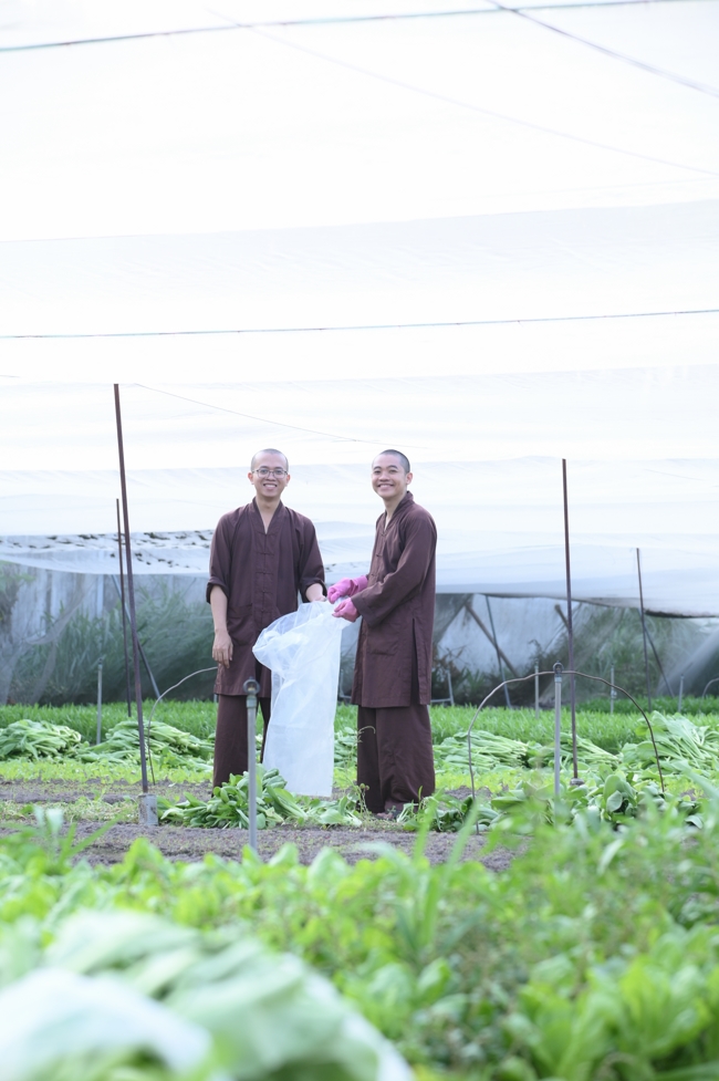 Chư Tăng và công quả nội tự chùa Hoằng Pháp tiếp tục chuyến đi thu hoạch rau cúng dường (Bình Dương).