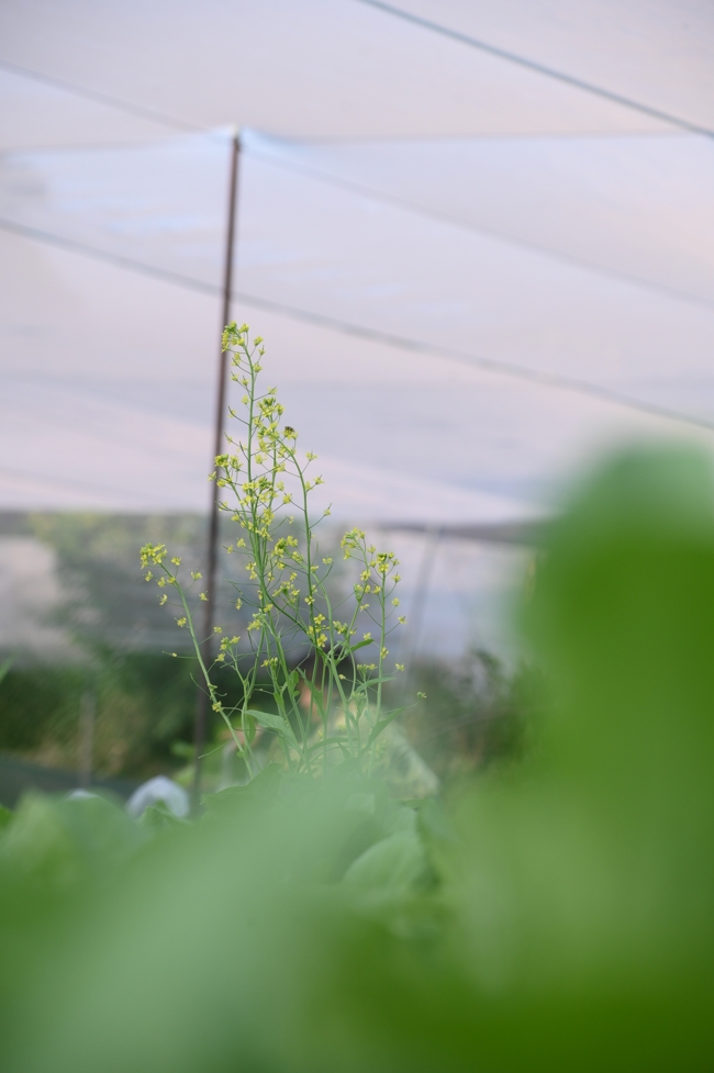 Chư Tăng và công quả nội tự chùa Hoằng Pháp tiếp tục chuyến đi thu hoạch rau cúng dường (Bình Dương).