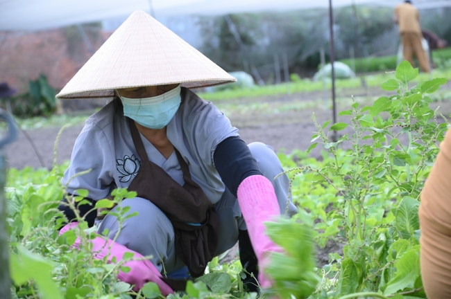 Chư Tăng và công quả nội tự chùa Hoằng Pháp tiếp tục chuyến đi thu hoạch rau cúng dường (Bình Dương).