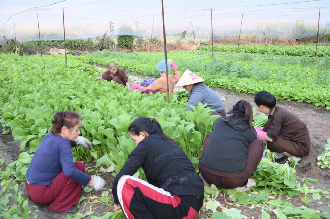 Chư Tăng và công quả nội tự chùa Hoằng Pháp tiếp tục chuyến đi thu hoạch rau cúng dường (Bình Dương).