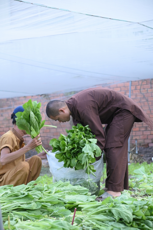 Chư Tăng và công quả nội tự chùa Hoằng Pháp tiếp tục chuyến đi thu hoạch rau cúng dường (Bình Dương).