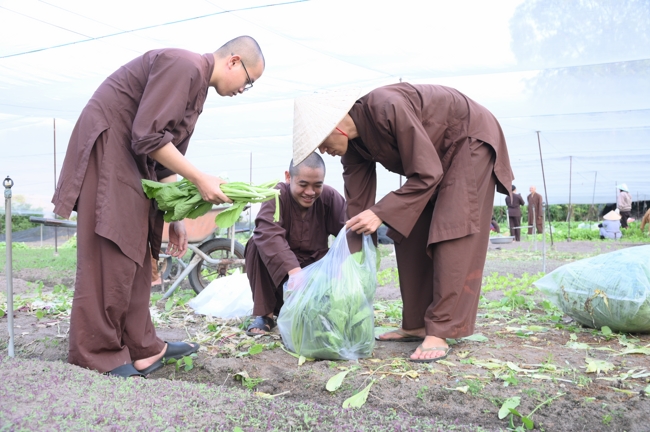 Chư Tăng và công quả nội tự chùa Hoằng Pháp tiếp tục chuyến đi thu hoạch rau cúng dường (Bình Dương).