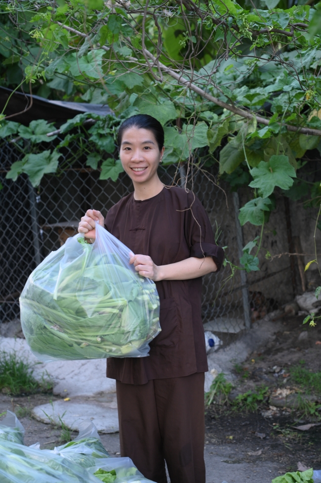 Chư Tăng và công quả nội tự chùa Hoằng Pháp tiếp tục chuyến đi thu hoạch rau cúng dường (Bình Dương).