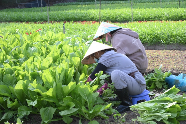 Chư Tăng và công quả nội tự chùa Hoằng Pháp tiếp tục chuyến đi thu hoạch rau cúng dường (Bình Dương).
