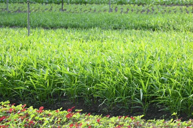 Chư Tăng và công quả nội tự chùa Hoằng Pháp tiếp tục chuyến đi thu hoạch rau cúng dường (Bình Dương).