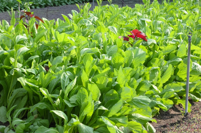 Chư Tăng và công quả nội tự chùa Hoằng Pháp tiếp tục chuyến đi thu hoạch rau cúng dường (Bình Dương).