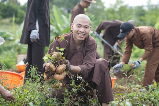 Chư Tăng và Phật tử công quả nội tự thu hoạch củ sắn chuẩn bị cho ba ngày đãi bánh xèo nhân mùa Đại lễ Phật đản Vesak 2026.