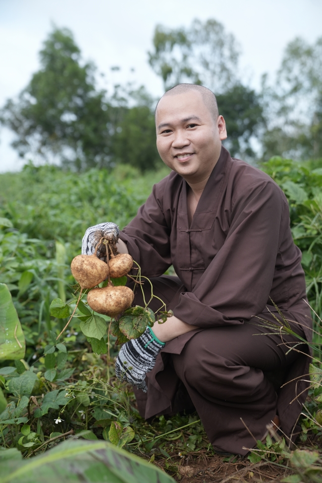 Chư Tăng và Phật tử công quả nội tự thu hoạch củ sắn chuẩn bị cho ba ngày đãi bánh xèo nhân mùa Đại lễ Phật đản Vesak 2026.