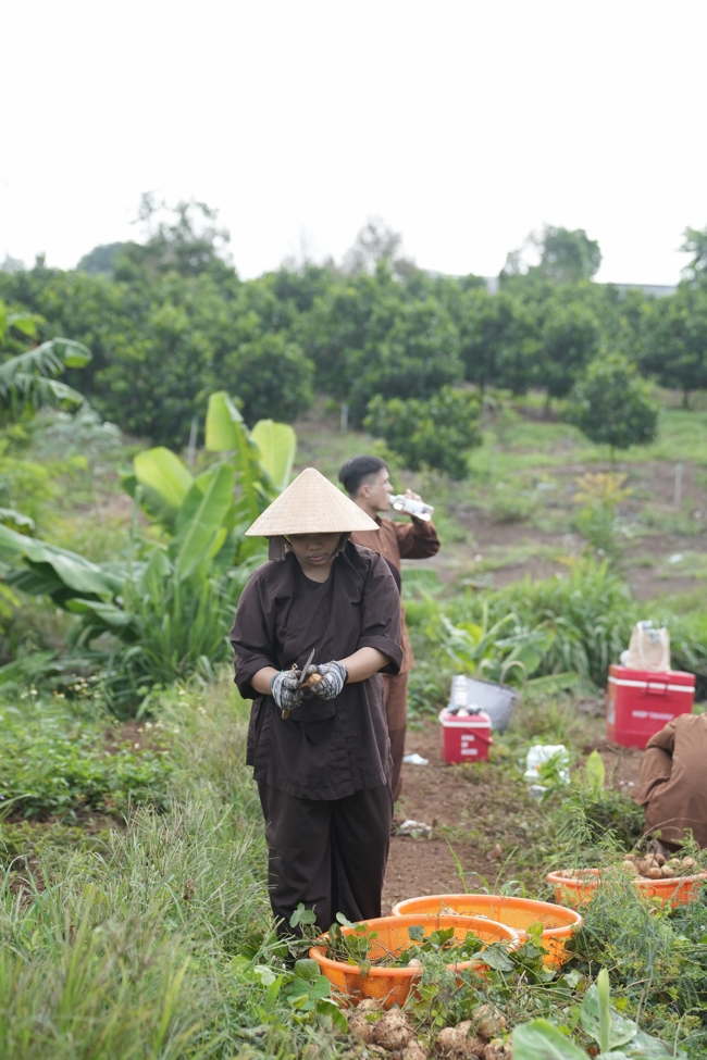 Chư Tăng và Phật tử công quả nội tự thu hoạch củ sắn chuẩn bị cho ba ngày đãi bánh xèo nhân mùa Đại lễ Phật đản Vesak 2026.