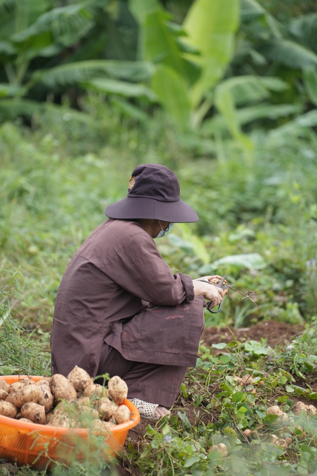Chư Tăng và Phật tử công quả nội tự thu hoạch củ sắn chuẩn bị cho ba ngày đãi bánh xèo nhân mùa Đại lễ Phật đản Vesak 2026.