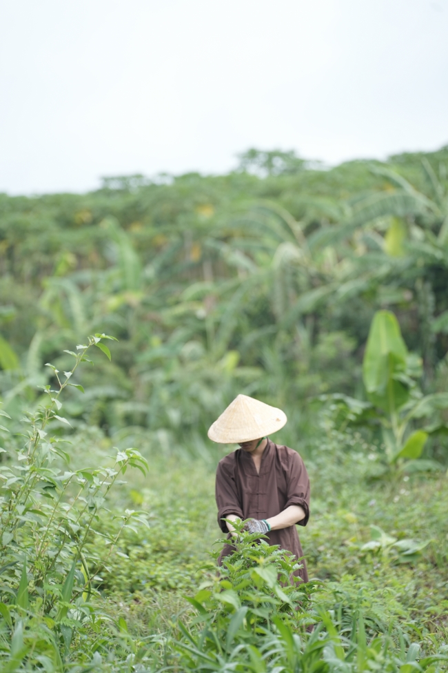 Chư Tăng và Phật tử công quả nội tự thu hoạch củ sắn chuẩn bị cho ba ngày đãi bánh xèo nhân mùa Đại lễ Phật đản Vesak 2026.