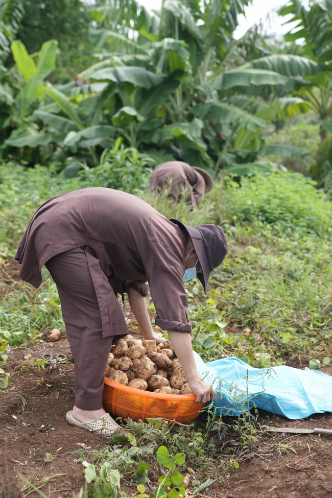 Chư Tăng và Phật tử công quả nội tự thu hoạch củ sắn chuẩn bị cho ba ngày đãi bánh xèo nhân mùa Đại lễ Phật đản Vesak 2026.