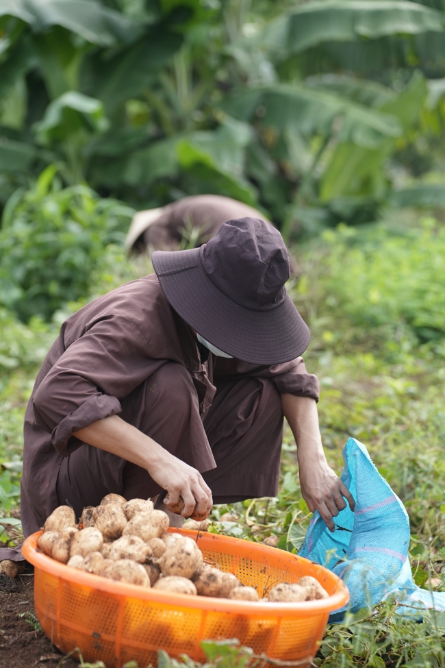 Chư Tăng và Phật tử công quả nội tự thu hoạch củ sắn chuẩn bị cho ba ngày đãi bánh xèo nhân mùa Đại lễ Phật đản Vesak 2026.