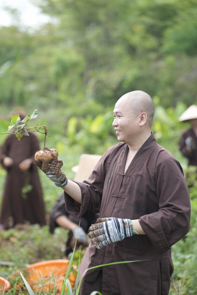 Chư Tăng và Phật tử công quả nội tự thu hoạch củ sắn chuẩn bị cho ba ngày đãi bánh xèo nhân mùa Đại lễ Phật đản Vesak 2026.
