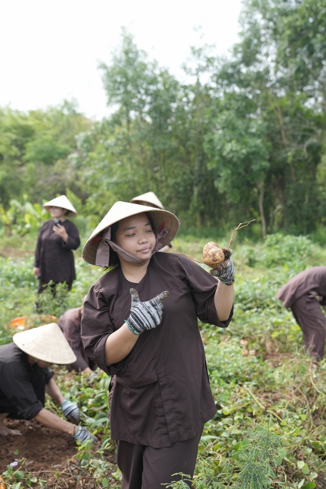 Chư Tăng và Phật tử công quả nội tự thu hoạch củ sắn chuẩn bị cho ba ngày đãi bánh xèo nhân mùa Đại lễ Phật đản Vesak 2026.