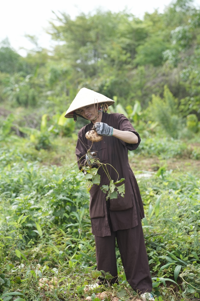 Chư Tăng và Phật tử công quả nội tự thu hoạch củ sắn chuẩn bị cho ba ngày đãi bánh xèo nhân mùa Đại lễ Phật đản Vesak 2026.