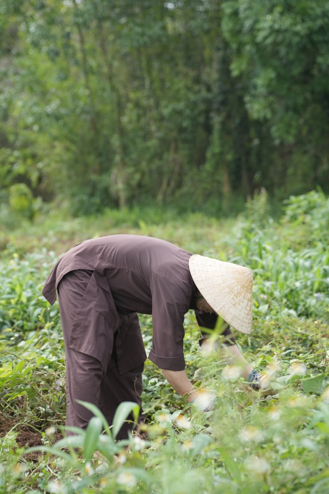 Chư Tăng và Phật tử công quả nội tự thu hoạch củ sắn chuẩn bị cho ba ngày đãi bánh xèo nhân mùa Đại lễ Phật đản Vesak 2026.