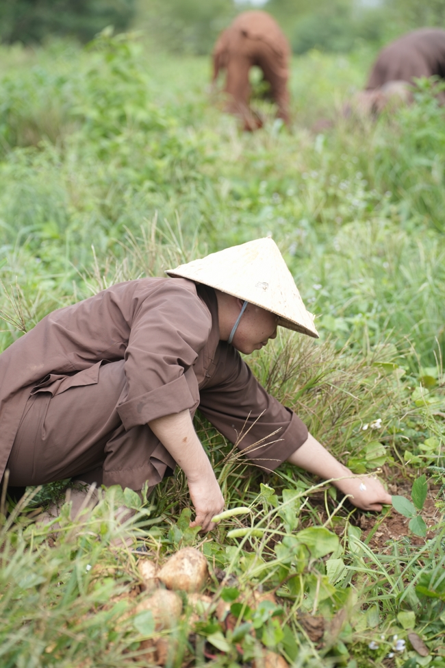 Chư Tăng và Phật tử công quả nội tự thu hoạch củ sắn chuẩn bị cho ba ngày đãi bánh xèo nhân mùa Đại lễ Phật đản Vesak 2026.