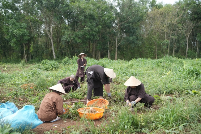 Chư Tăng và Phật tử công quả nội tự thu hoạch củ sắn chuẩn bị cho ba ngày đãi bánh xèo nhân mùa Đại lễ Phật đản Vesak 2026.
