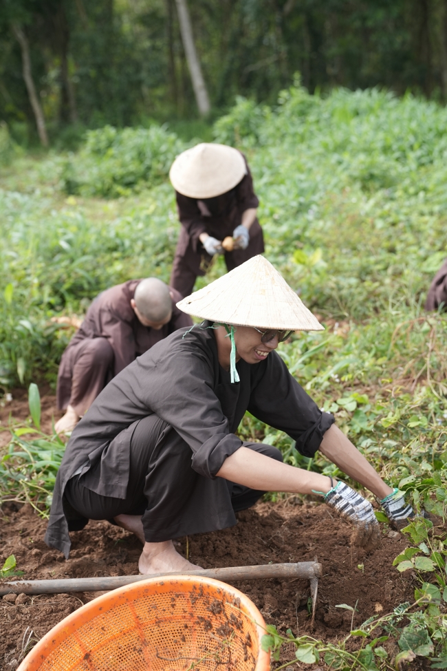 Chư Tăng và Phật tử công quả nội tự thu hoạch củ sắn chuẩn bị cho ba ngày đãi bánh xèo nhân mùa Đại lễ Phật đản Vesak 2026.