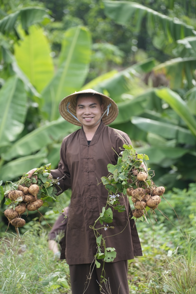 Chư Tăng và Phật tử công quả nội tự thu hoạch củ sắn chuẩn bị cho ba ngày đãi bánh xèo nhân mùa Đại lễ Phật đản Vesak 2026.