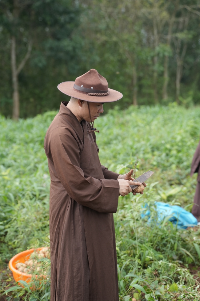 Chư Tăng và Phật tử công quả nội tự thu hoạch củ sắn chuẩn bị cho ba ngày đãi bánh xèo nhân mùa Đại lễ Phật đản Vesak 2026.