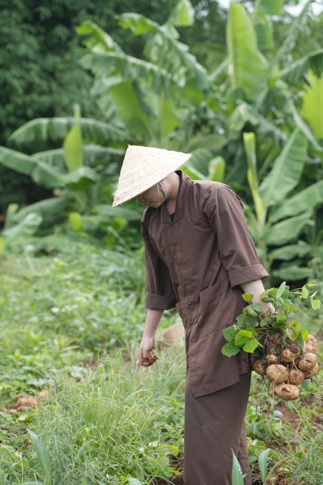 Chư Tăng và Phật tử công quả nội tự thu hoạch củ sắn chuẩn bị cho ba ngày đãi bánh xèo nhân mùa Đại lễ Phật đản Vesak 2026.