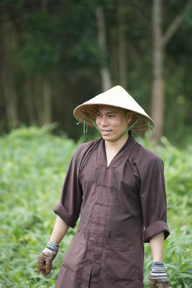 Chư Tăng và Phật tử công quả nội tự thu hoạch củ sắn chuẩn bị cho ba ngày đãi bánh xèo nhân mùa Đại lễ Phật đản Vesak 2026.