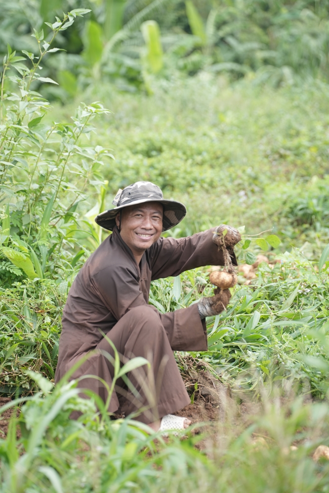 Chư Tăng và Phật tử công quả nội tự thu hoạch củ sắn chuẩn bị cho ba ngày đãi bánh xèo nhân mùa Đại lễ Phật đản Vesak 2026.