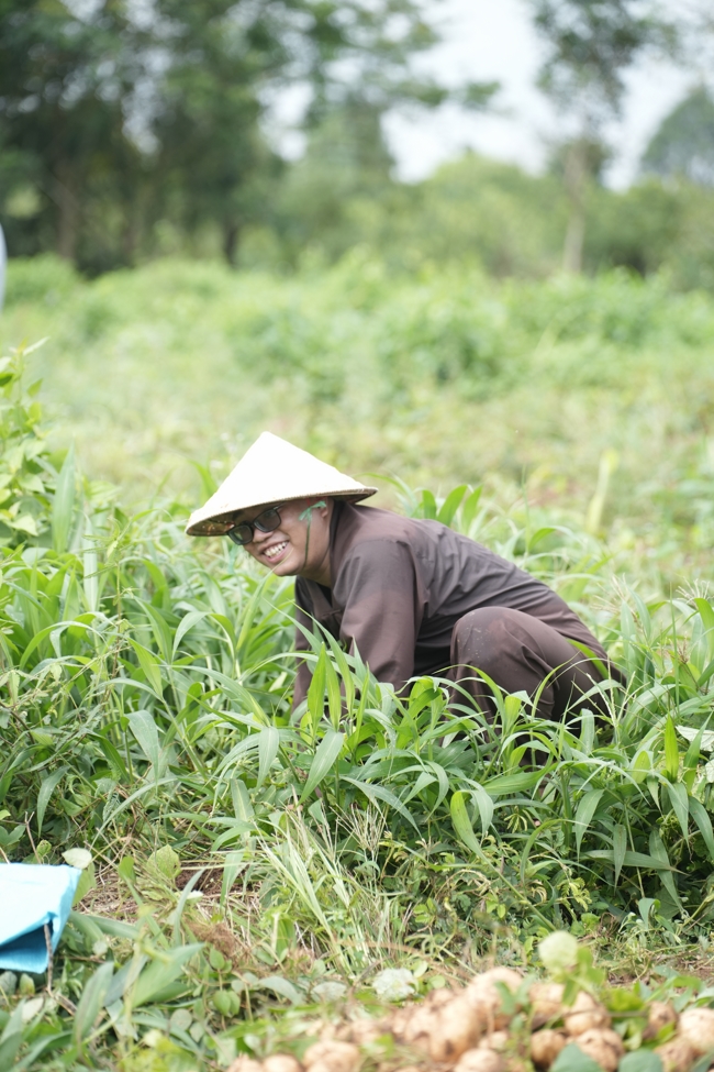 Chư Tăng và Phật tử công quả nội tự thu hoạch củ sắn chuẩn bị cho ba ngày đãi bánh xèo nhân mùa Đại lễ Phật đản Vesak 2026.