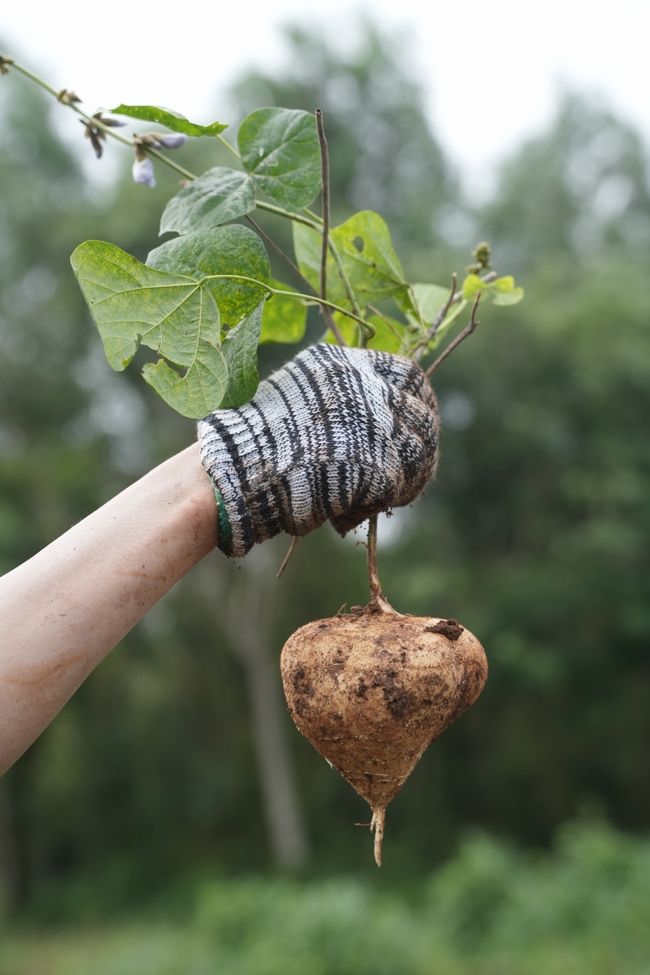 Chư Tăng và Phật tử công quả nội tự thu hoạch củ sắn chuẩn bị cho ba ngày đãi bánh xèo nhân mùa Đại lễ Phật đản Vesak 2026.
