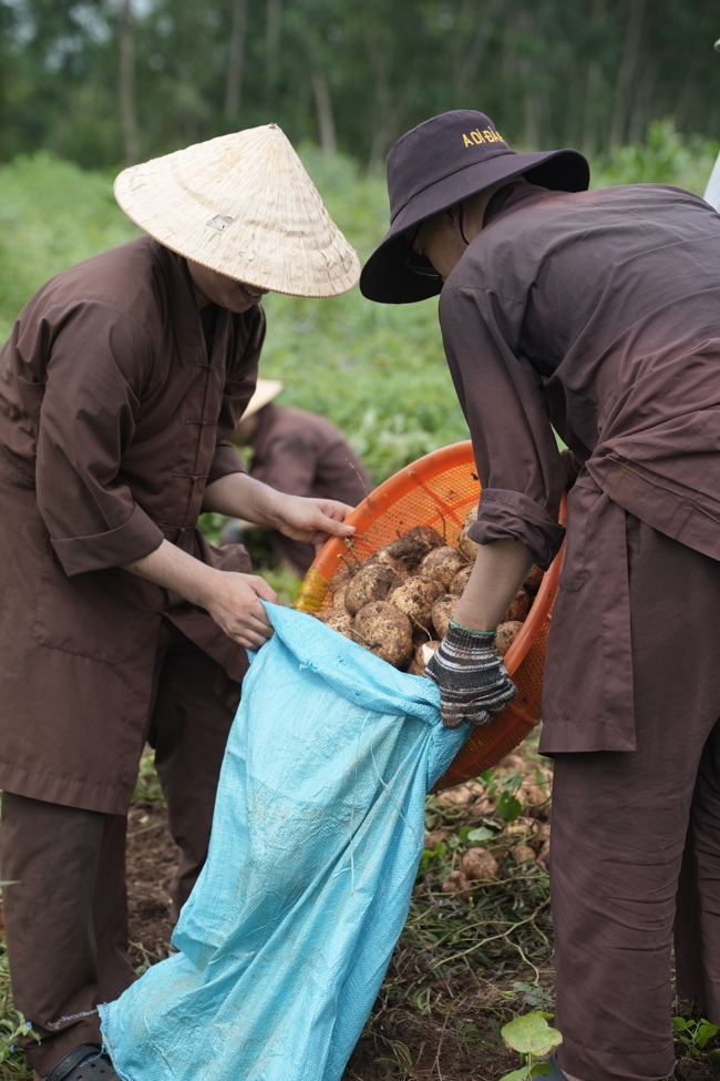 Chư Tăng và Phật tử công quả nội tự thu hoạch củ sắn chuẩn bị cho ba ngày đãi bánh xèo nhân mùa Đại lễ Phật đản Vesak 2026.