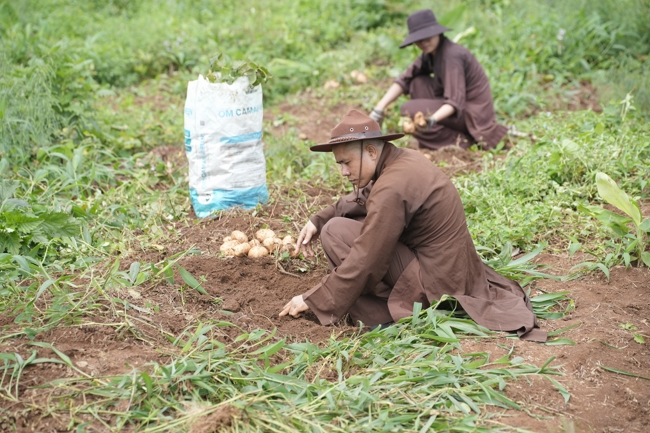 Chư Tăng và Phật tử công quả nội tự thu hoạch củ sắn chuẩn bị cho ba ngày đãi bánh xèo nhân mùa Đại lễ Phật đản Vesak 2026.