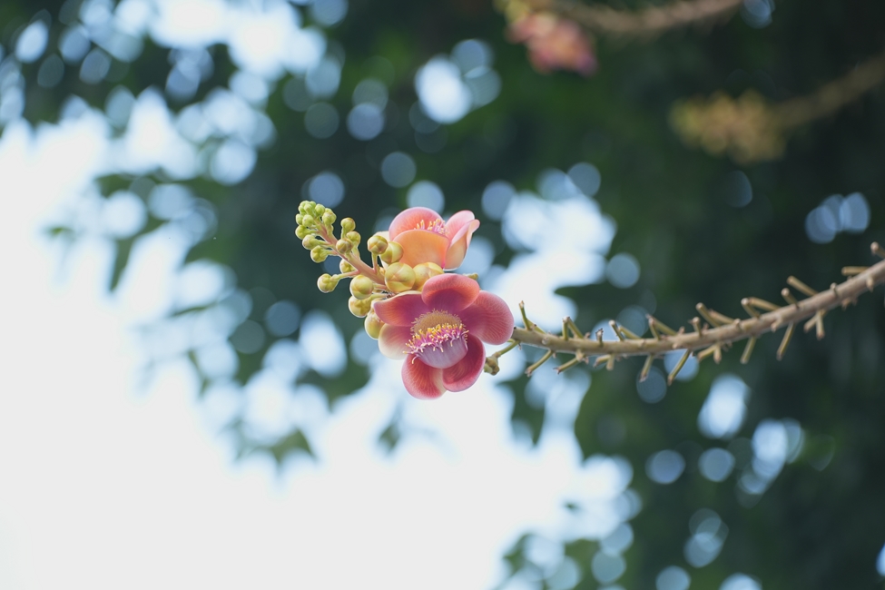Ba tháng An cư kiết hạ đã trưởng dưỡng nếp sống thanh tịnh dưới mái Chùa Hoằng Pháp | PL.2570-DL.2026.
