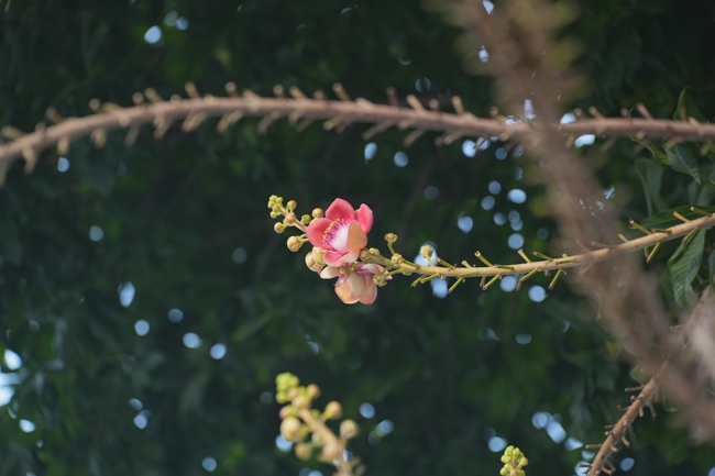 Ba tháng An cư kiết hạ đã trưởng dưỡng nếp sống thanh tịnh dưới mái Chùa Hoằng Pháp | PL.2570-DL.2026.